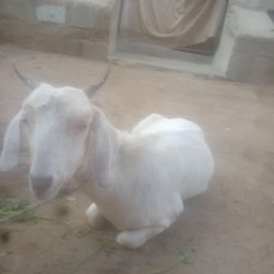 gulabi tapri for sale