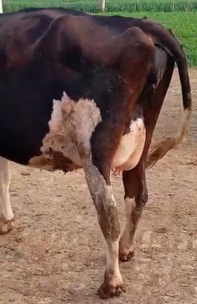 faresion cow/jersey sahiwal cross/cholistani cross/گاے