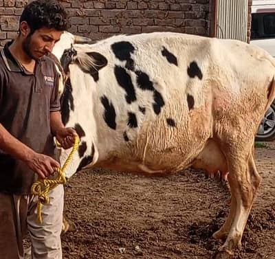 faresion cow/jersey sahiwal cross/cholistani cross/گاے