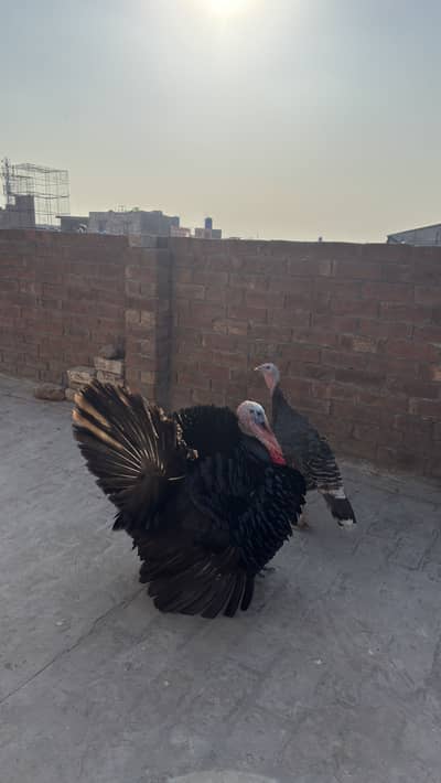 Turkey Pair | Turkey Breeder Pair