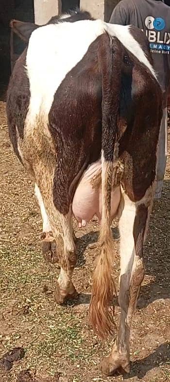 faresion,sahiwal ,cross cow, cholistani cross , jersey گاے