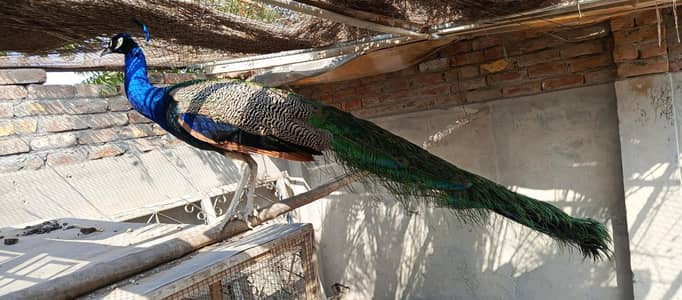 Male Breeder Peacock 
