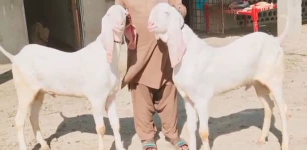 2 Bakre Qurbani lagne wale for sale call/ 03221442364