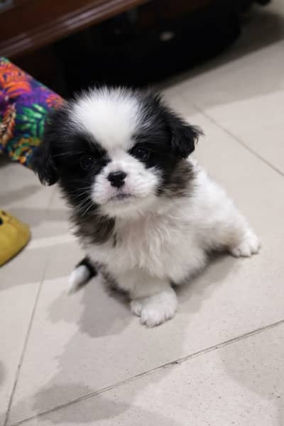 Shihtzu Female Puppy / Shihtzu maltese Puppy/ dog for sale