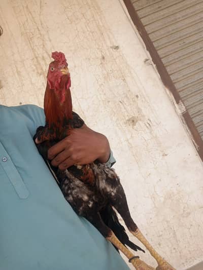 Patha 7 month age weight 3kg+