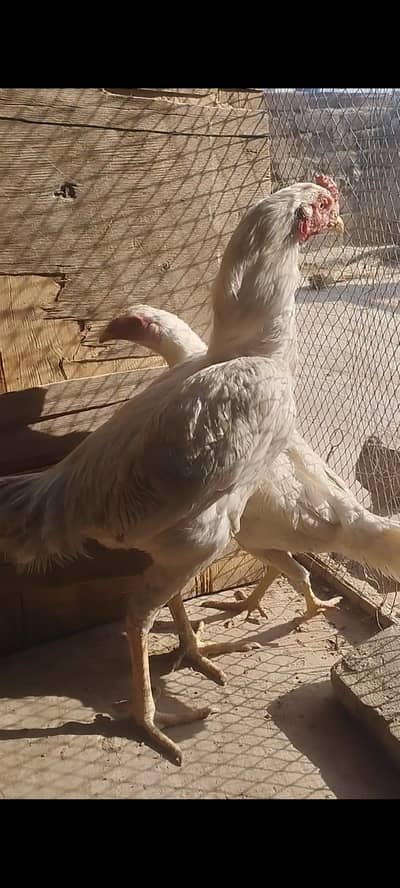 paper white heera aseel