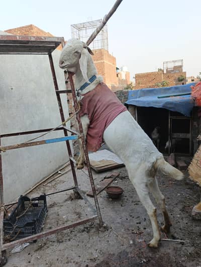 rajanpuri bakri age 2year long hight abi full jawan hy crose ni krwaya