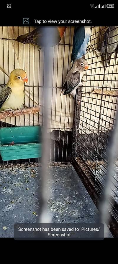 pathy love birds for sell