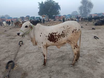 Bull | Bachra | High Quality | Reasonable Prices available