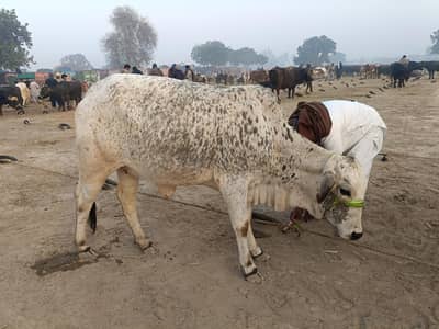 Bull | Bachra | High Quality | Reasonable Prices available