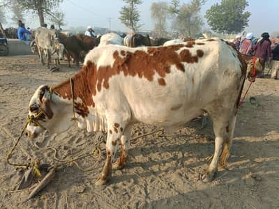 Bull | Bachra | High Quality | Reasonable Prices available