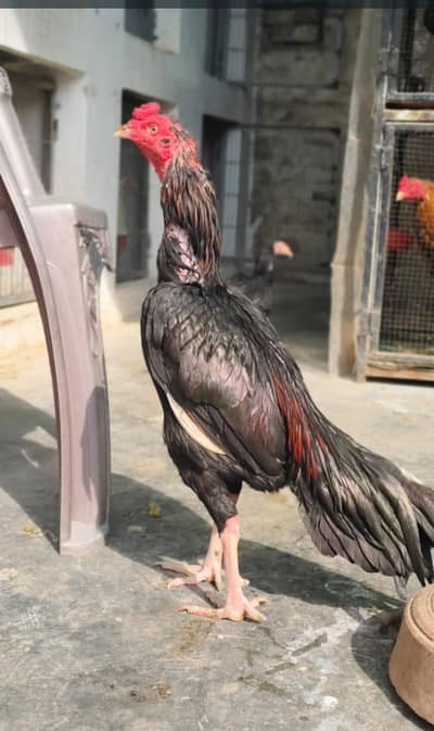 Lakha mushka murga for sale high quality