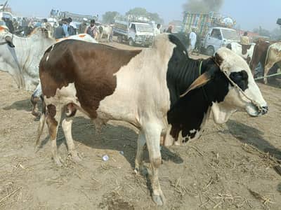 Bull | Desi Bull | High Quality | Reasonable Prices