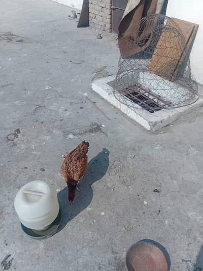 aseel murga 1 aseel murgian 3 pure aseel.