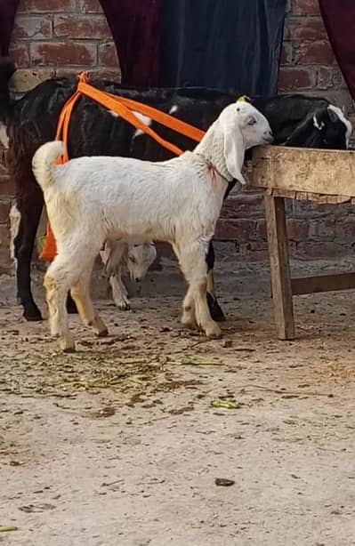 Desi bakri with 2 baby