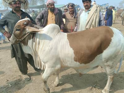 Qurbani Special | Bull | Cow | High Quality Available