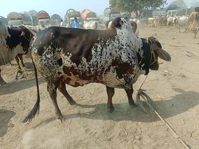 Qurbani Special | Bull | Cow | High Quality Available