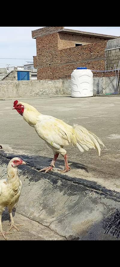 KHANDHARI Aseel Pair For Sale
