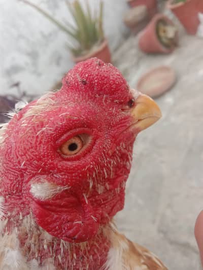 Parrot beak murga for sale contract only WhatsApp