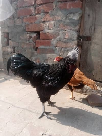 Ayam Cemani male