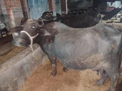 Buffalo without teeth