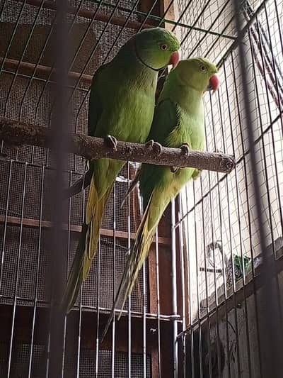 Ringneck breeder pair