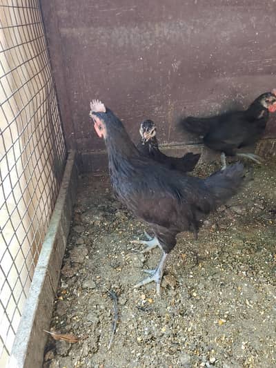 Australorp chicks