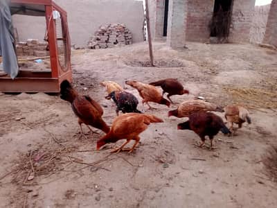 Dasi aseel hens For sale