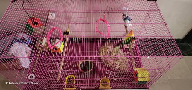 love birds with Cage