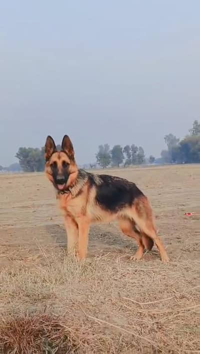 14 months old female German shepherd