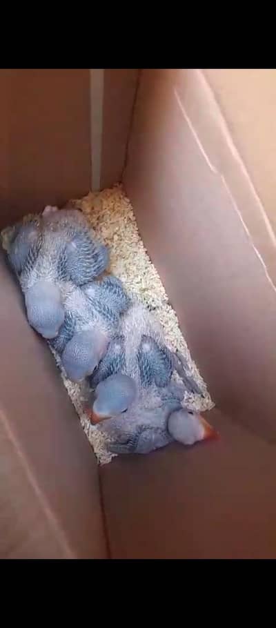 raw chick 03025368418