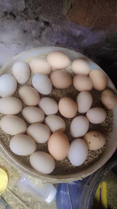 Thai x Vietnam fertile eggs for sell