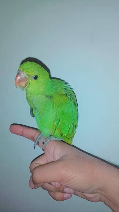 Gani wala | Parrot chick | tamed