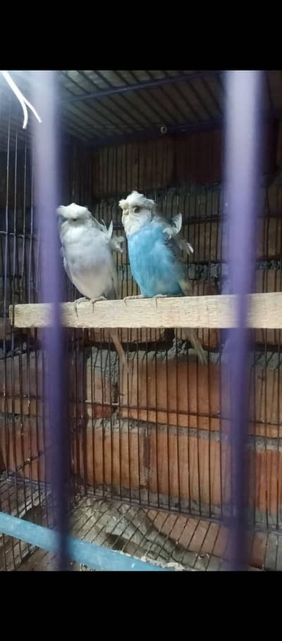 hogoromo pair urgent for sall