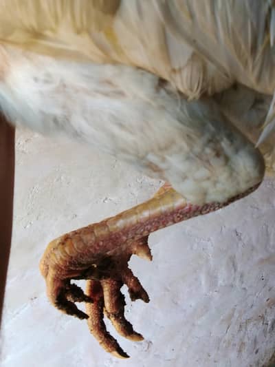 Cheena urgent for sale 03254178419 Whatsapp and call no is 03273753954