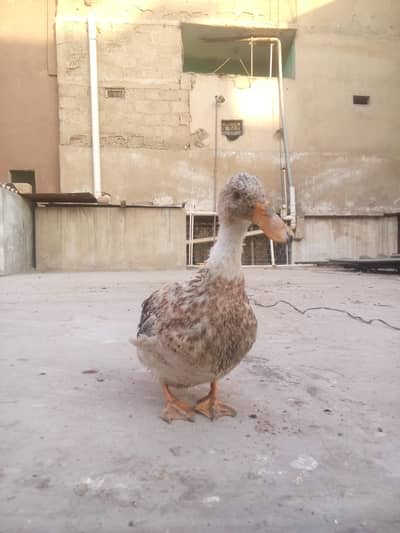 Premium Farm Duck – Strong, Healthy & Ready for Sale