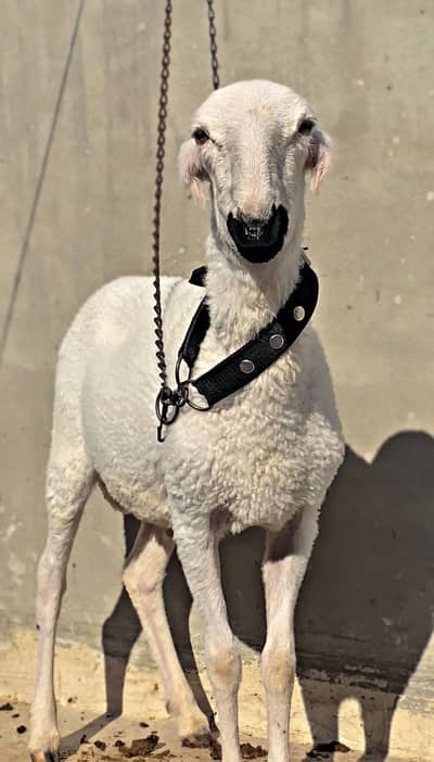 Khary ka 5 Mahina Ka Dhumba