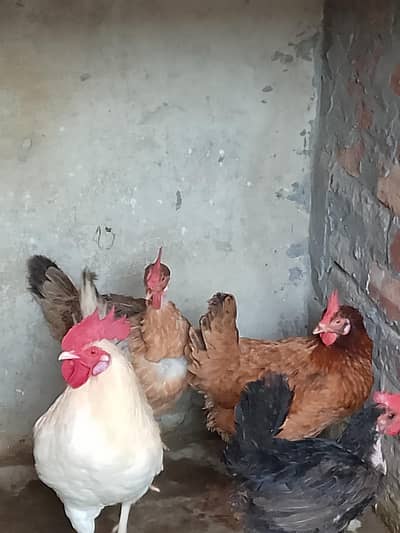1 murgha or 3 hens murgaian teno anday deti hai