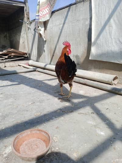 Misri Rooster  1 year age