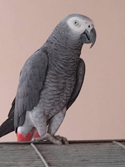 African Grey breeder male