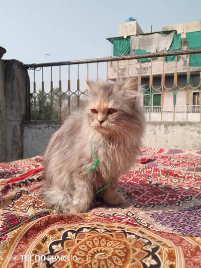 Persian Tripple Coat Cat