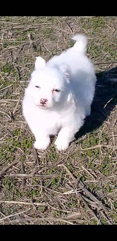 are send dog male age2 man for sale