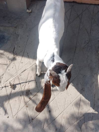 kamori male for sale age 5 month demand 50 thousand