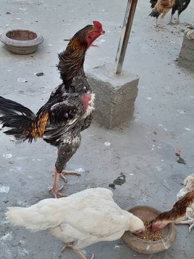 Shamo Aseel/chicks japanese shamo chick