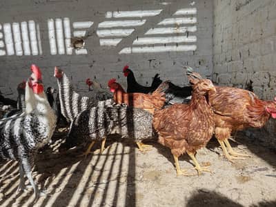 Male for Sale:: Australorp Plymouth Foumi - NO MATCH