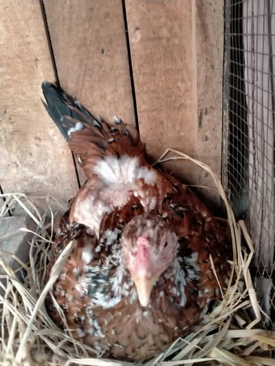 korake  aseel mix female