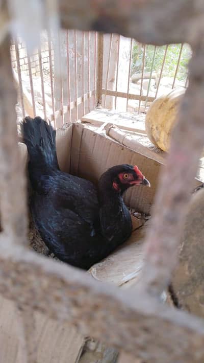 Aseel female hen