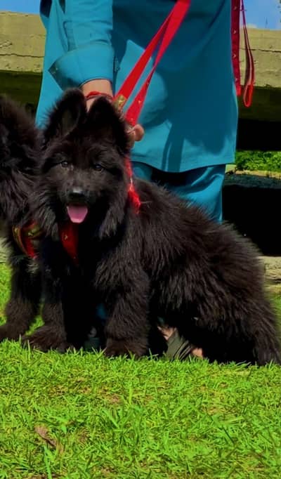 black German Shepherd long coat A1 quality