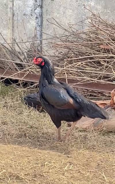 Aseel Murga and murgi