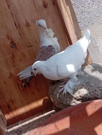 03702794087 per contact karo.